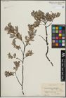 Foto von Salix lapponum L. x Salix myrtilloides L.